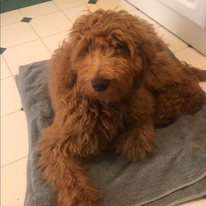 Meet your Posher, Caroline